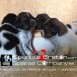 breton spaniels K-3.Abel